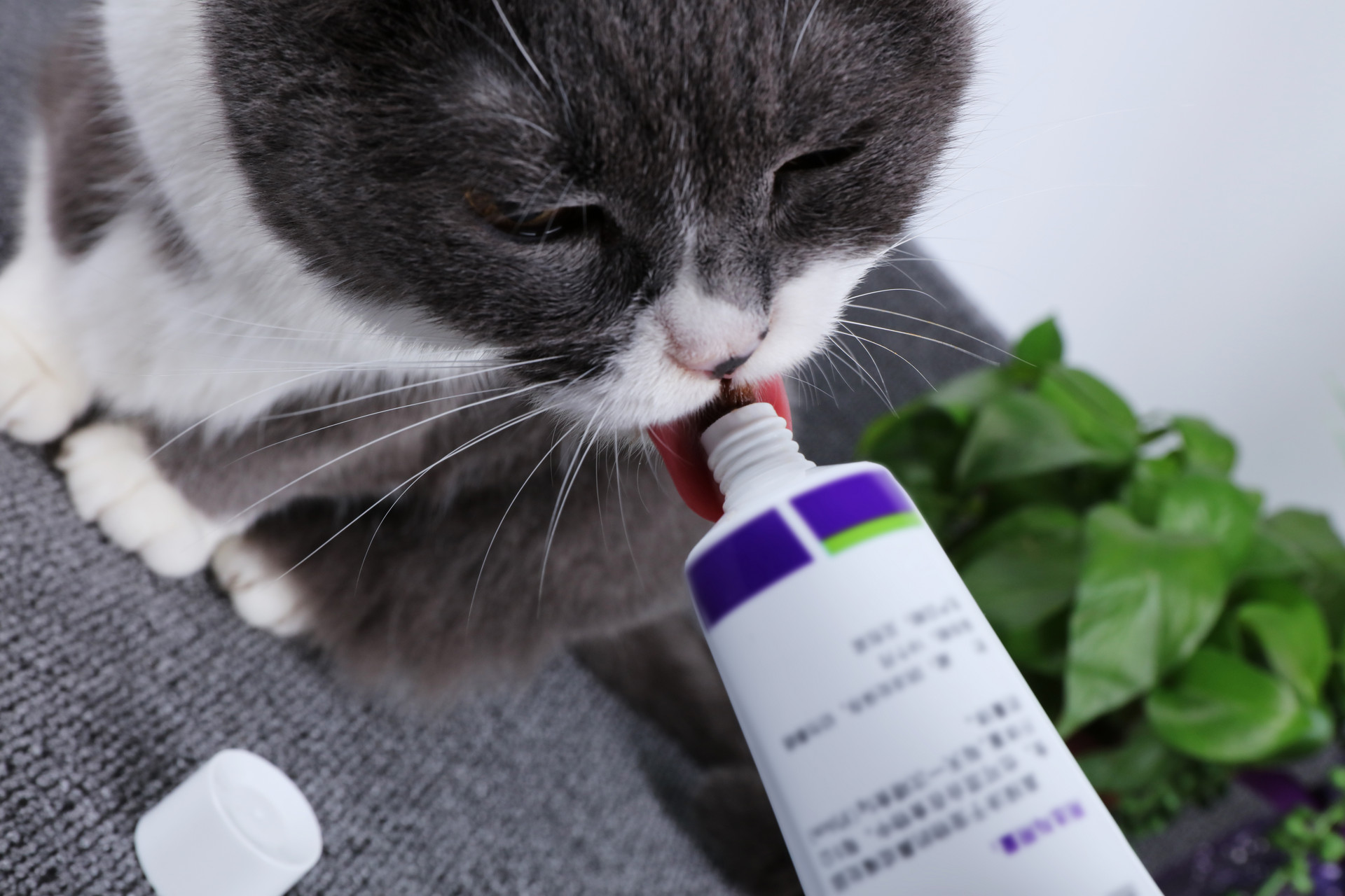 摄图网_501645026_猫咪化毛膏(企业商用)